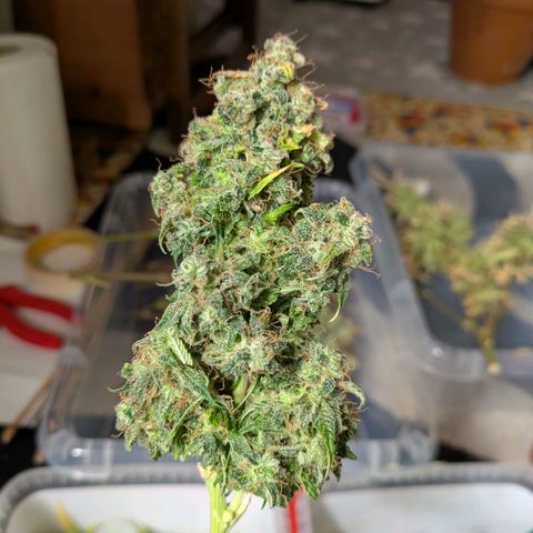 Sticky Orange XXL Automatic growlog timeline photo