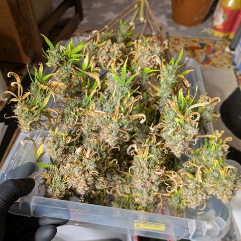 Sticky Orange XXL Automatic growlog timeline photo