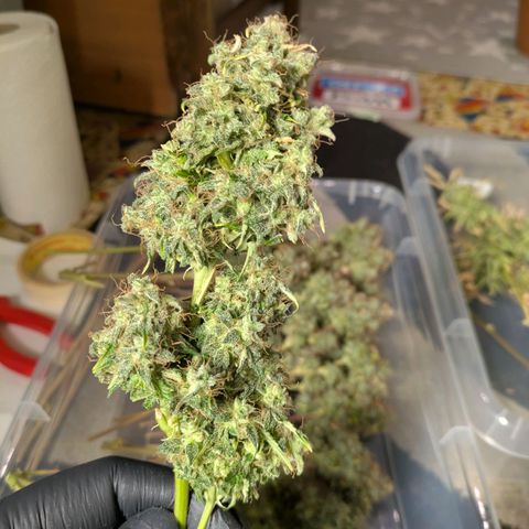 Sticky Orange XXL Automatic growlog timeline photo