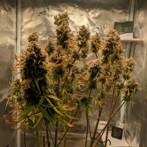 Sticky Orange XXL Automatic growlog timeline photo
