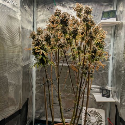 Sticky Orange XXL Automatic growlog timeline photo