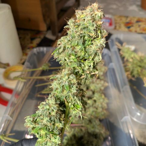 Sticky Orange XXL Automatic growlog timeline photo