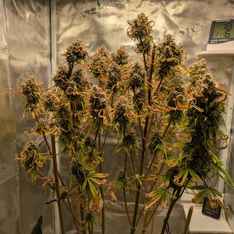 Sticky Orange XXL Automatic growlog timeline photo