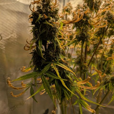 Sticky Orange XXL Automatic growlog timeline photo