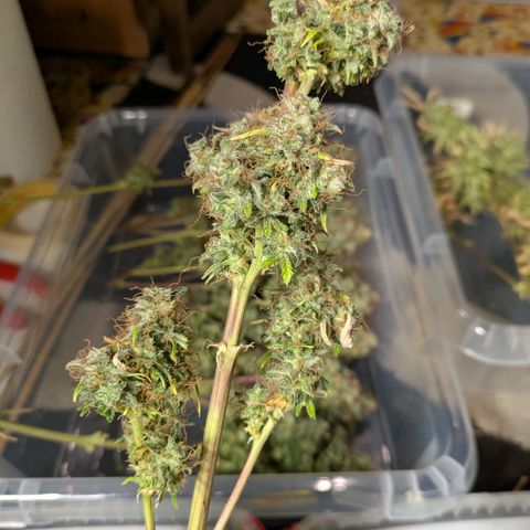 Sticky Orange XXL Automatic growlog timeline photo