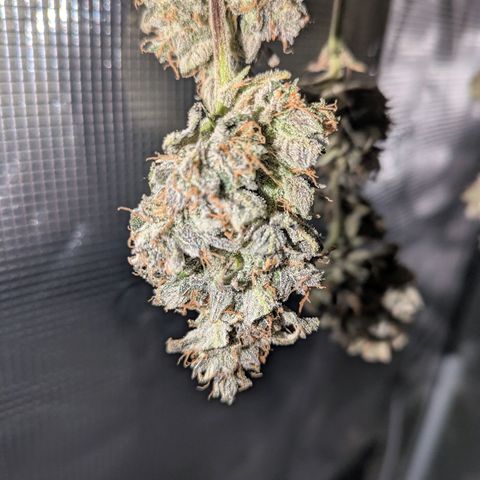 Sticky Orange XXL Automatic growlog photo: Es trocknet wunderbar , 18 grad und zwischen 50-62% luftfeuchte. 
