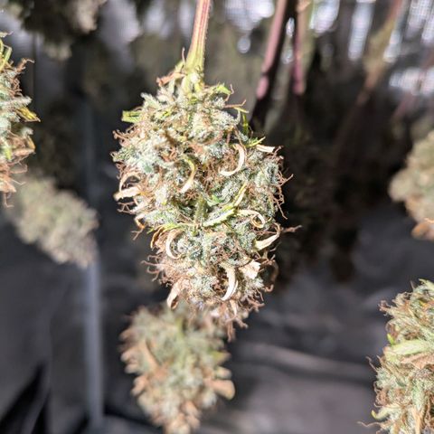 Sticky Orange XXL Automatic growlog photo: Es trocknet wunderbar , 18 grad und zwischen 50-62% luftfeuchte. 
