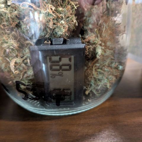 Sticky Orange XXL Automatic growlog photo: Fertig getrocknet , ab mit boveda ins glas . 