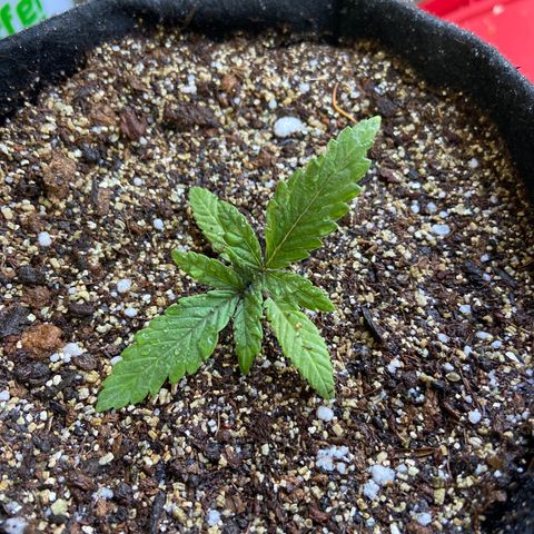 Super Lemon Haze growlog photo: Tive que transplantar a planta para adicionar mais terra, fui muito burro e coloquei pouca terra no comeco e ela abaixou demais agora sofri as consequencias… coloquei terra e reguei 200ml