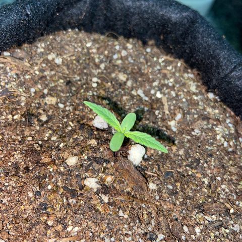 Super Lemon Haze growlog timeline photo