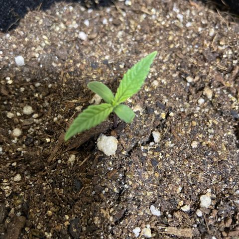 Super Lemon Haze growlog timeline photo