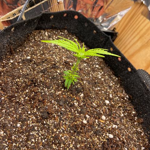 Super Lemon Haze growlog timeline photo