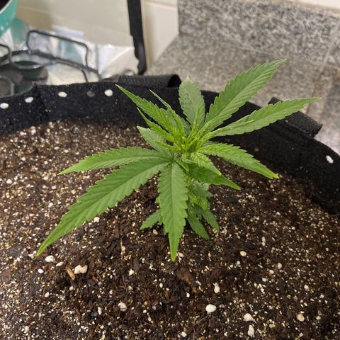 Super Lemon Haze growlog timeline photo