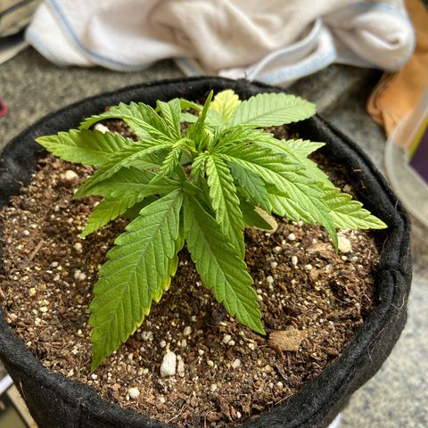 Super Lemon Haze growlog timeline photo