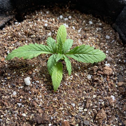 Super Lemon Haze growlog timeline photo