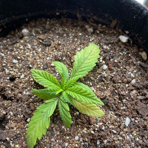 Super Lemon Haze growlog timeline photo