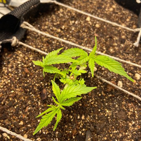 Super Lemon Haze growlog timeline photo