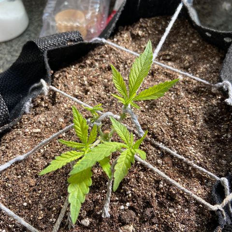 Super Lemon Haze growlog timeline photo