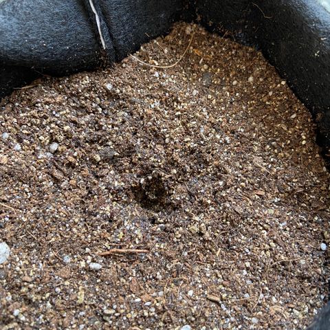 Super Lemon Haze growlog photo: Coloquei a semente germinada na terra da 420 substrato