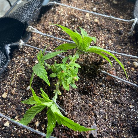 Super Lemon Haze growlog timeline photo