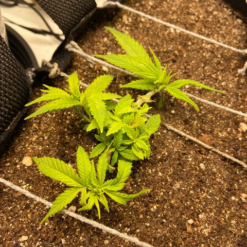 Super Lemon Haze growlog timeline photo