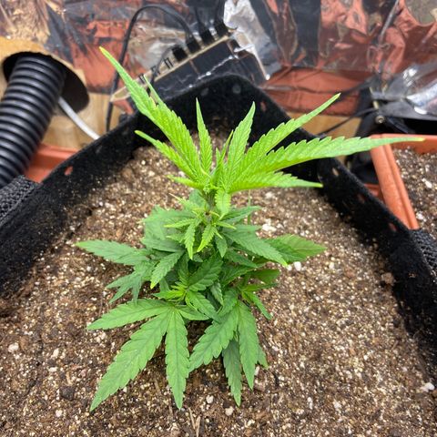 Super Lemon Haze growlog timeline photo