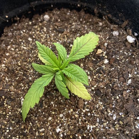 Super Lemon Haze growlog timeline photo
