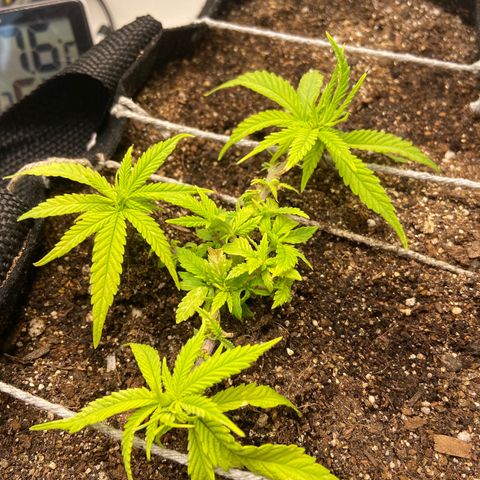 Super Lemon Haze growlog timeline photo