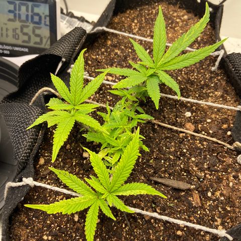 Super Lemon Haze growlog timeline photo