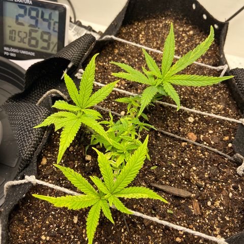 Super Lemon Haze growlog timeline photo