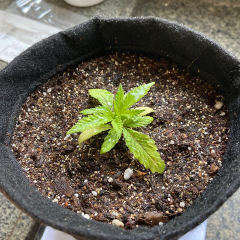 Super Lemon Haze growlog timeline photo