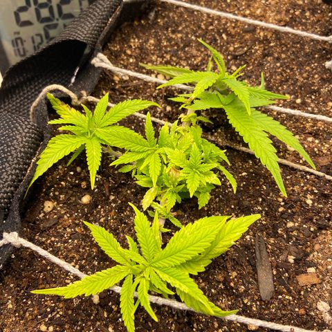 Super Lemon Haze growlog timeline photo