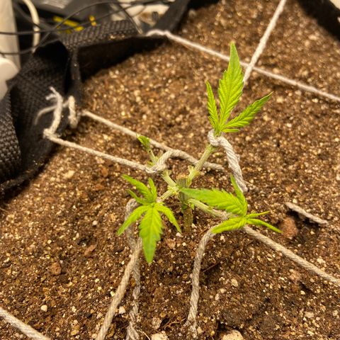 Super Lemon Haze growlog timeline photo