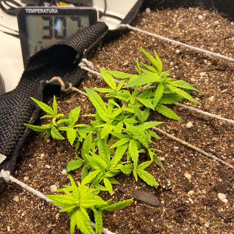 Super Lemon Haze growlog timeline photo