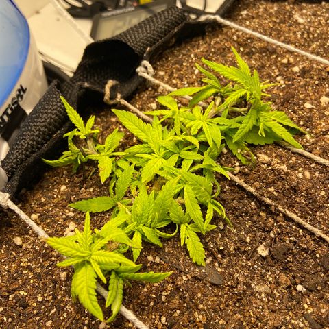 Super Lemon Haze growlog timeline photo