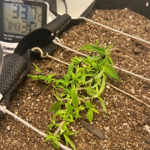 Super Lemon Haze growlog timeline photo