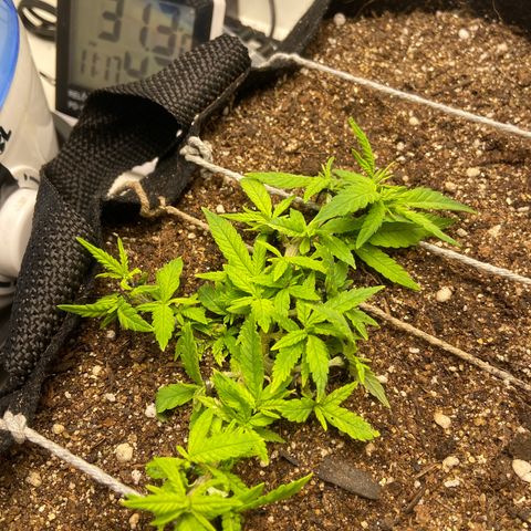 Super Lemon Haze growlog timeline photo