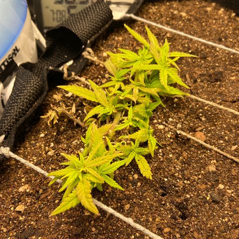 Super Lemon Haze growlog timeline photo