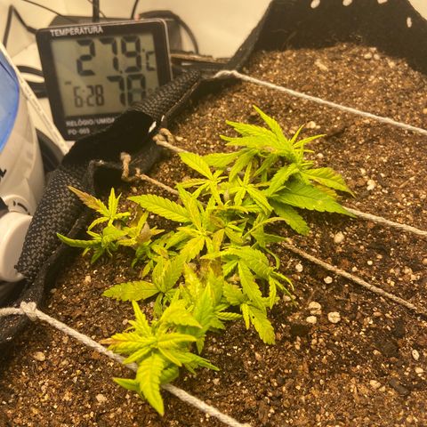Super Lemon Haze growlog timeline photo