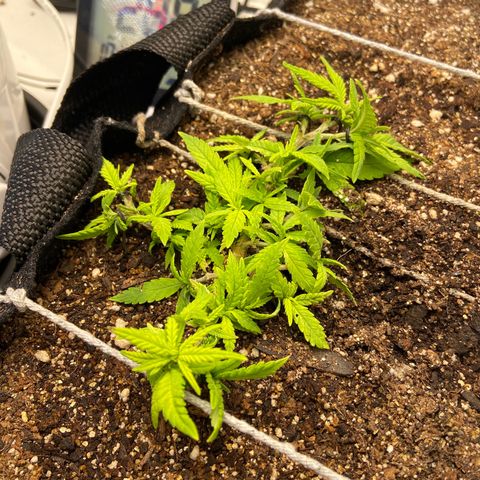 Super Lemon Haze growlog timeline photo