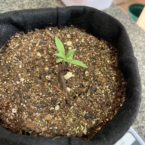 Super Lemon Haze growlog timeline photo