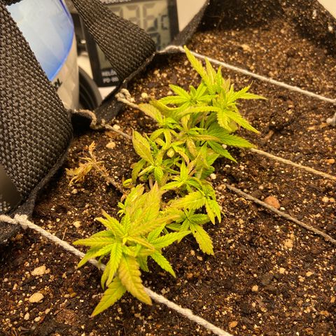 Super Lemon Haze growlog timeline photo