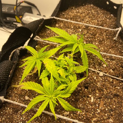 Super Lemon Haze growlog timeline photo