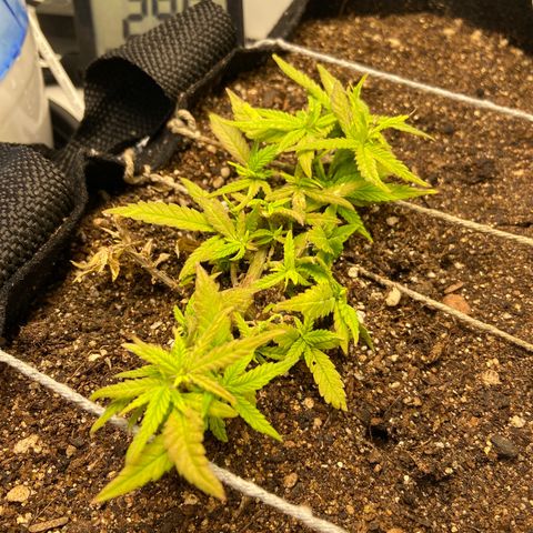 Super Lemon Haze growlog timeline photo