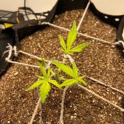 Super Lemon Haze growlog timeline photo