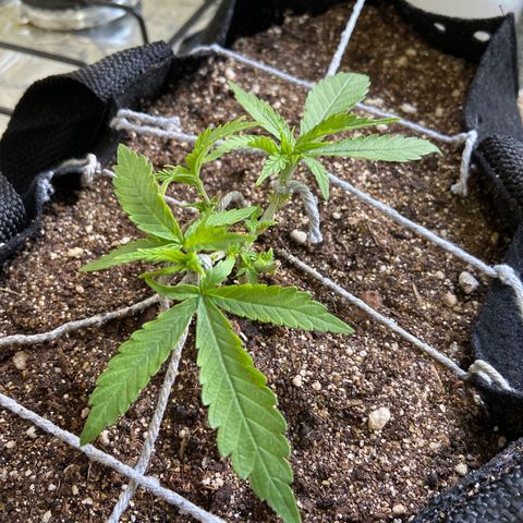 Super Lemon Haze growlog timeline photo