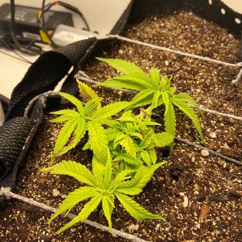 Super Lemon Haze growlog timeline photo