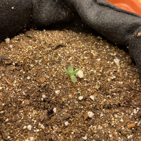 Super Lemon Haze growlog timeline photo