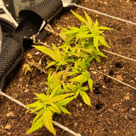 Super Lemon Haze growlog timeline photo