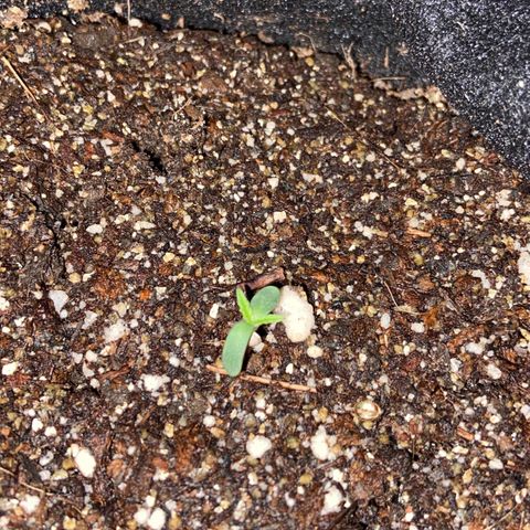 Super Lemon Haze growlog timeline photo